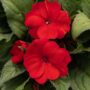 Sunpatiens – Compact Deep Red – 10″ Hanging Basket